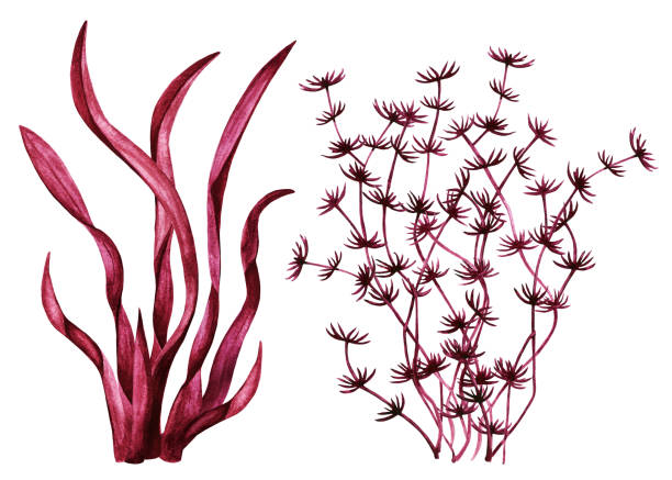 chwastów morskich. akwarela - red seaweed stock illustrations