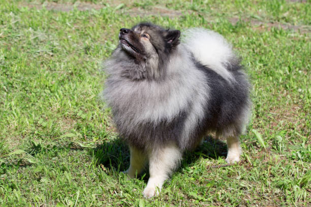 istock Deutscher wolfspitz is standing on a spring meadow. Keeshond or german spitz. 1156420597