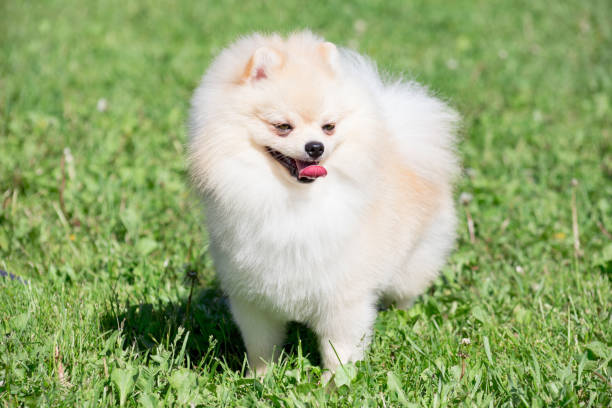 istock Cute pomeranian spitz puppy cream colored is standing on a spring meadow. Deutscher spitz or zwergspitz. 1156420621