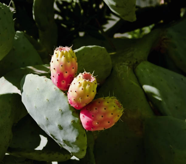 istock Prickly Pears, Indian Fig Opuntia, Ficus-indica - Image 1156422596