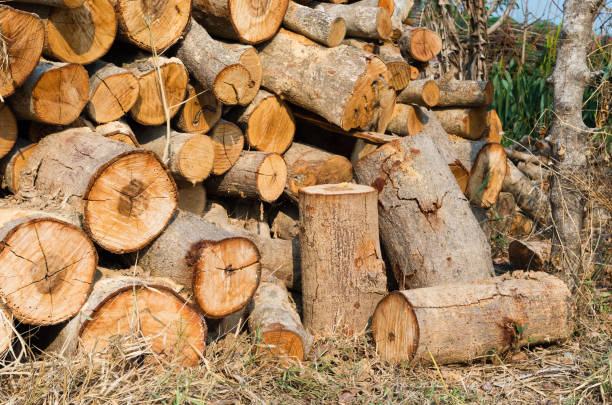 istock Pile of stack firewood on the dry grassland 1156422853