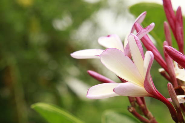 istock Violet white Plumeria (frangipani) Flowers Blooming. 1156424179