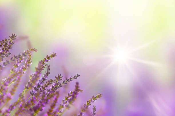 istock sunshine on beautiful lavendel field 1156425790