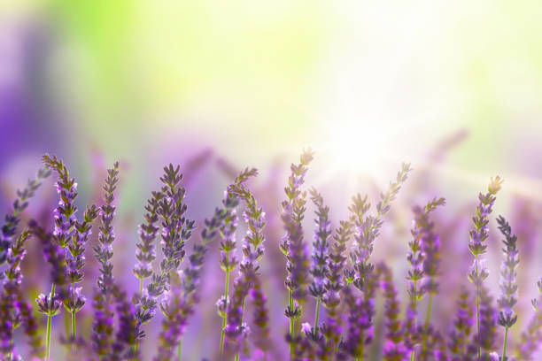 istock beautiful lavender flowers in sunshine 1156425881