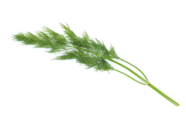 istock Fresh green dill twig on white background 1156425970