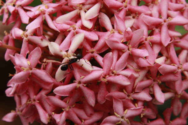 istock Pink ixora flowers. 1156426011