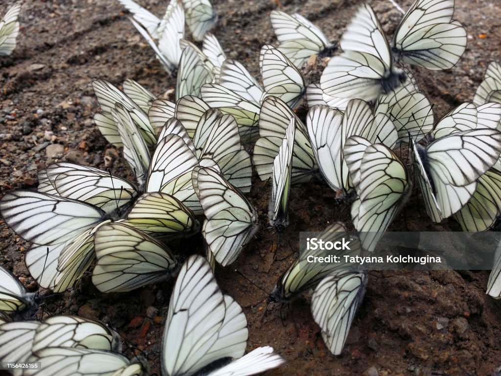 A lot of white and black-veined cabbage butterfly sitting on wet ground a lot of white and black-veined cabbage butterfly sitting on wet ground. Close-up. Animal Body Part Stock Photo