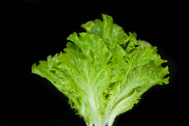 istock Green lettuce isolated on black background. Copy space 1156426846