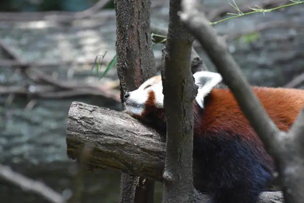 Really cute Chinese red panda bear sleeping on a tree.