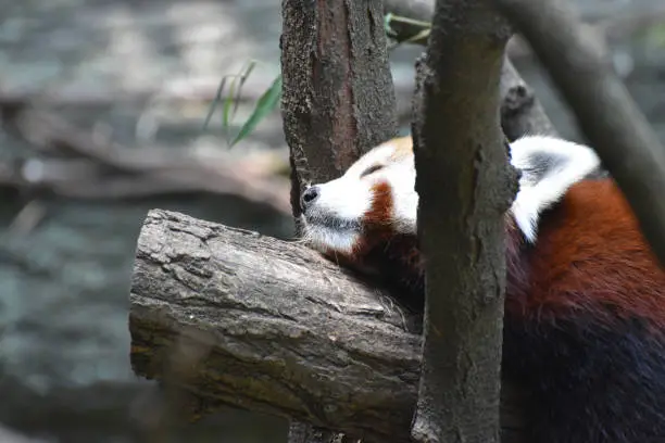 Adorable lesser panda bear sleeping on a tree branch.