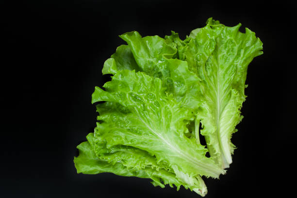 istock Green lettuce isolated on black background. Copy space 1156426987