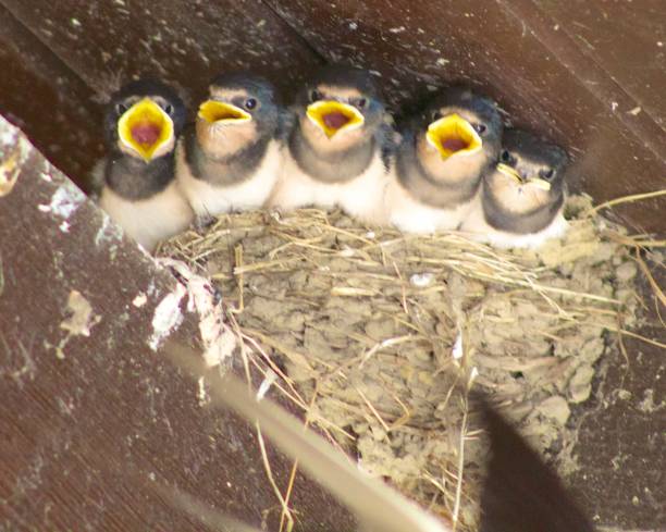 istock House martin chicks in nest 1156427094