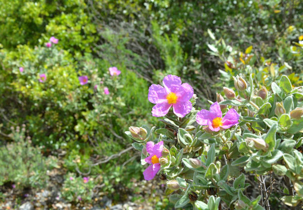 Cistus Rock rose shrub blossom in Portugal