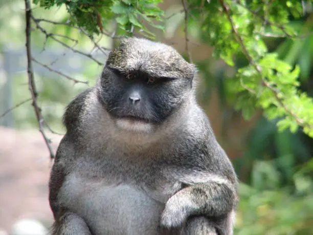A large silver monkey with a grim facial expression.