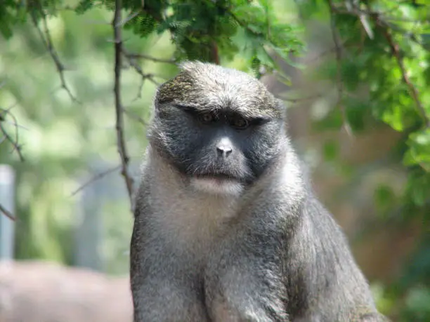 Great look at a gray macaque monkey.