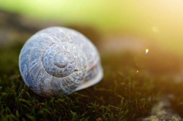 istock white little snail on the ground in the nature 1156429162