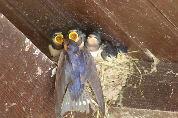 House Martin feeding chicks in a nest