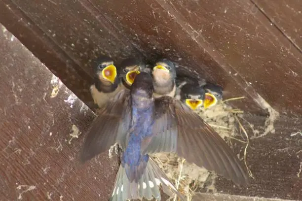 House Martin feeding chicks in a nest