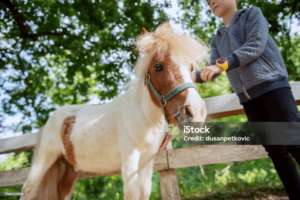 Bocah Kaukasia Merawat Kuda Poni Putih Dan Coklat Yang Menggemaskan Hari Yang Cerah Pada Konsep Peternakan Foto Stok - Unduh Gambar Sekarang - iStock
