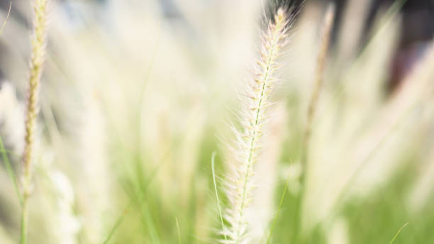 istock vintage background wild grass flowers, nature beautiful 1156434270