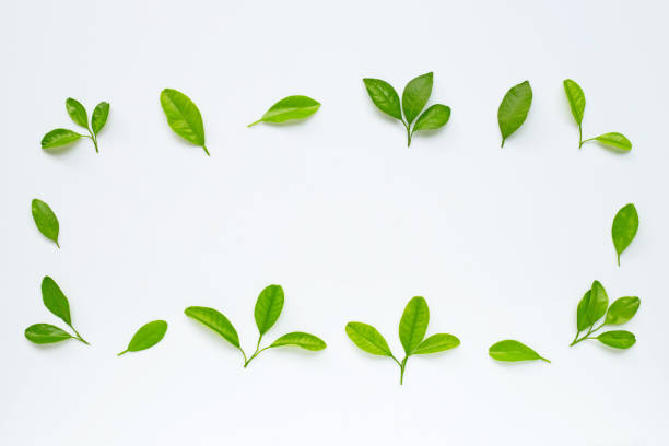 istock Green leaves on white background. Frame with copy space. Top view 1156434455