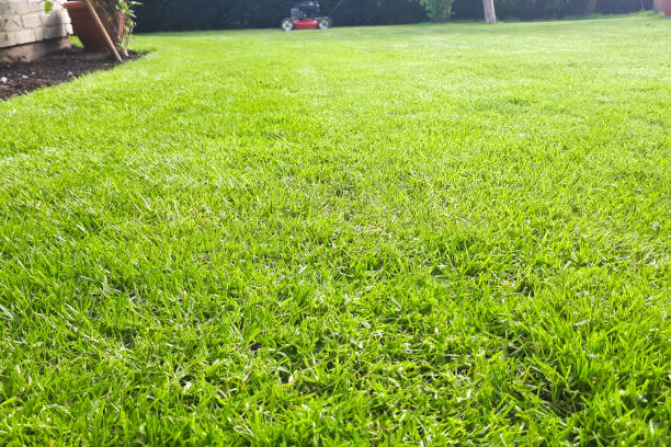 istock Home lawn freshly mowed. In the background, lawn mower. 1156437124
