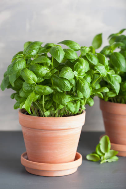 istock fresh basil herb in terracotta flowerpot 1156437441
