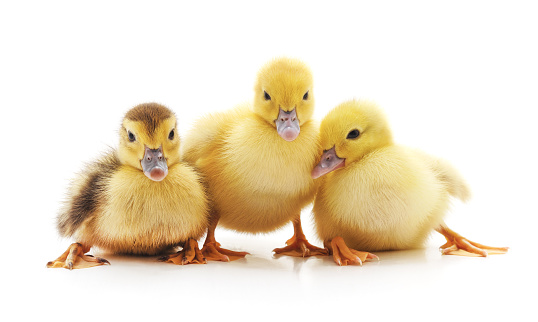Group of small ducklings isolated on a white background.