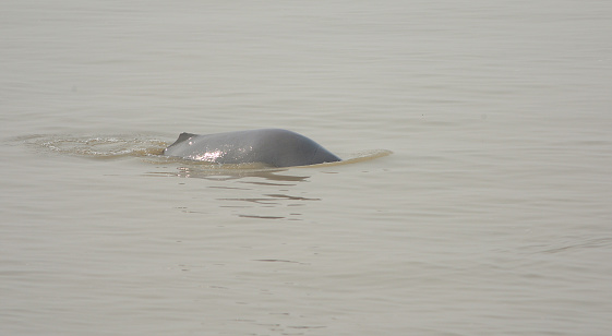 The South Asian river dolphin is an endangered freshwater or river dolphin found in the region of South Asia which is split into two subspecies, the Ganges river dolphin and the Indus river dolphin.