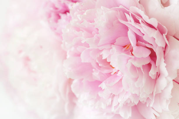 istock beautiful pink peony flower background 1156438404