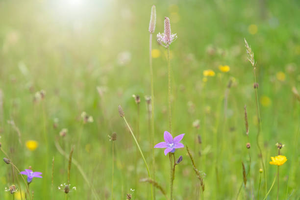 istock Background with wild flowers in a green meadow 1156438728