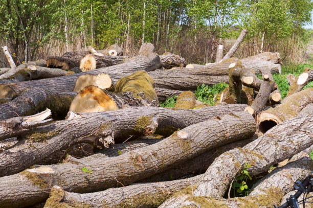 trunks of felled trees, felled trees stock photo