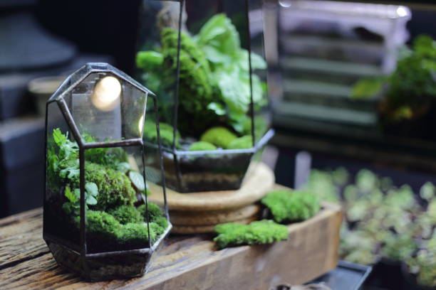 Terrarium small and little plants Terrarium small and little plants decorate in glass bottle terrarium stock pictures, royalty-free photos & images