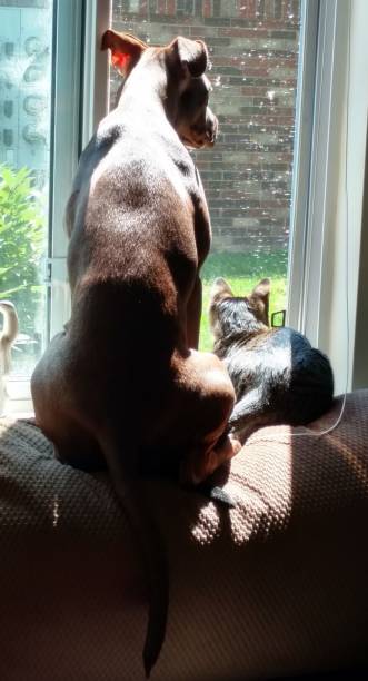 istock Pittbull puppy and Kitten on guard duty 1156441090