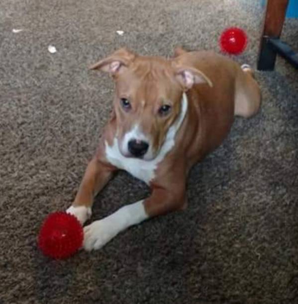 istock Pittbull puppy Lilith and her ball 1156441641