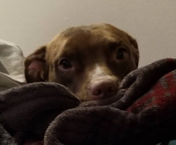 istock Pittbull puppy Princess Jasmine pouting 1156441644