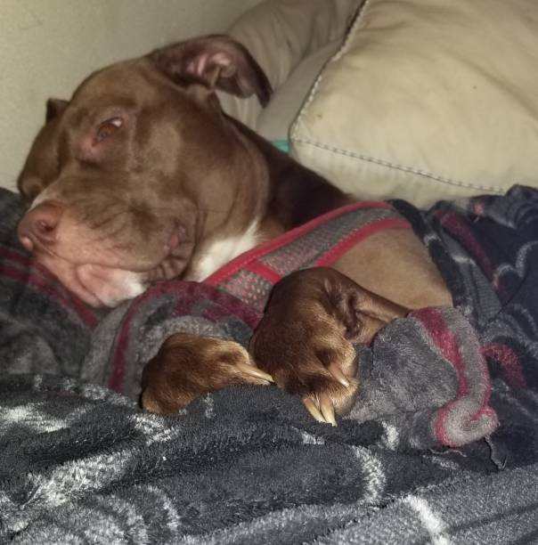 istock Pittbull puppy  Princess Jasmine getting ready for bed 1156441655