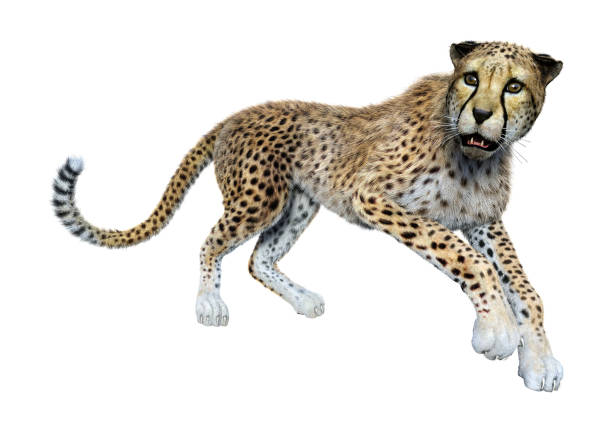 istock 3D illustration big cat cheetah on white 1156446618