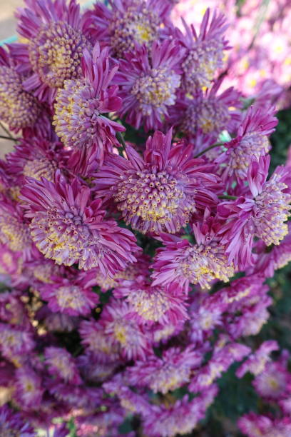 istock Beautiful chrysanthemum flowers 1156446948