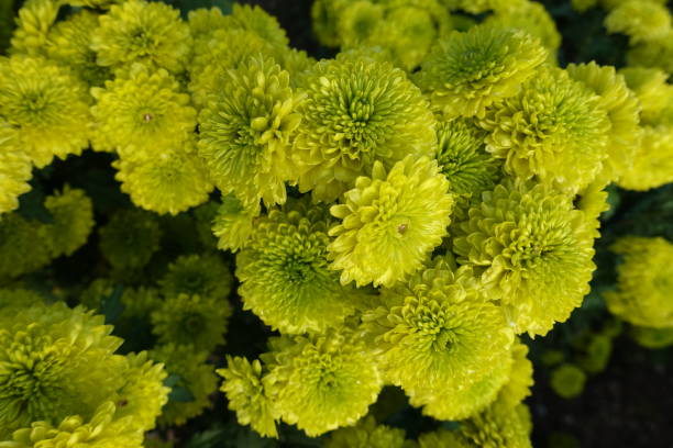 istock Beautiful chrysanthemum flowers 1156446957