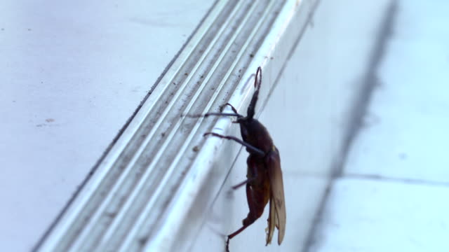 Black beetle on a stair