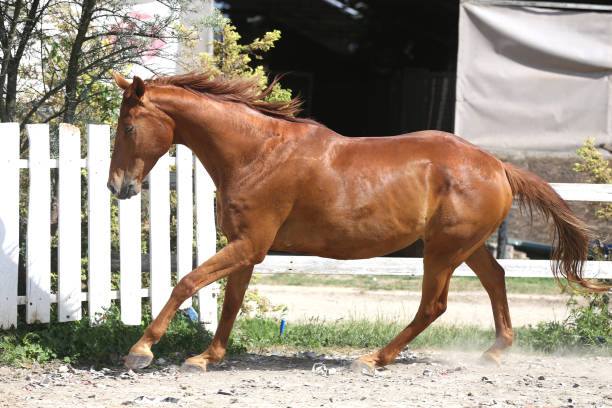 istock Beautiful young chestnut colored horse galloping in the corral summertime 1156447721