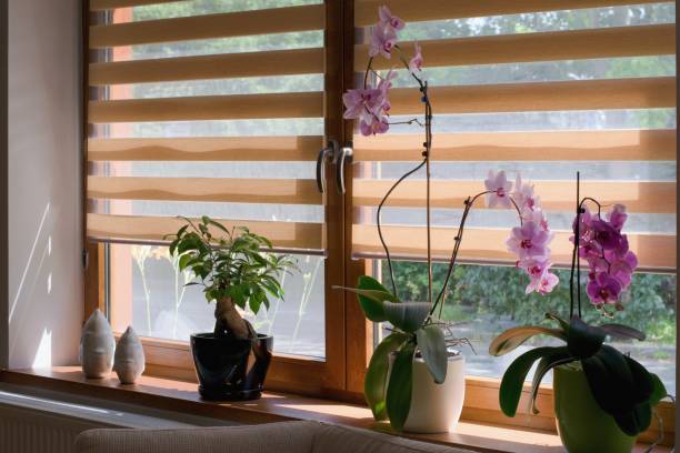 Window roller, duo system day and night. Morning light shining through the window. Window roller, duo system day and night. Morning light shining through the window. Cozy home interior. shutter stock pictures, royalty-free photos & images
