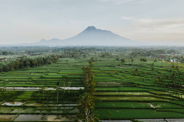 자바에서 메라피 화산의 경치 를 감상 - mt merapi 뉴스 사진 이미지