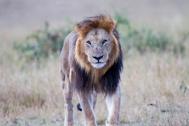 istock Male Lion Walking. Kenya 1156448727
