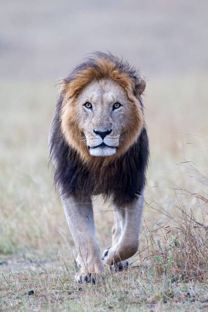 istock Male Lion. Kenya 1156449247