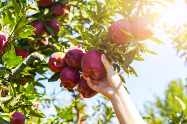 świeże, organiczne jabłko wyrwane z gałęzi. - apple zdjęcia i obrazy z banku zdjęć