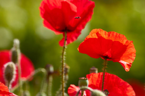 istock Poppy blossom close up 1156453827