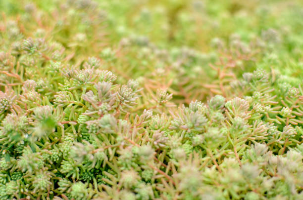 istock Sedum stonecrop Spanish close up in a summer 1156454103