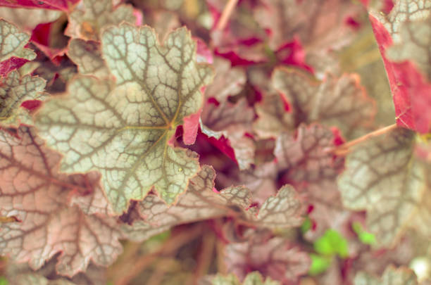 Heuchera micrantha plants with red leaves horizontal